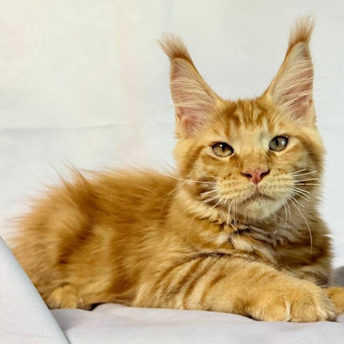 Hermes Maine Coon male, red