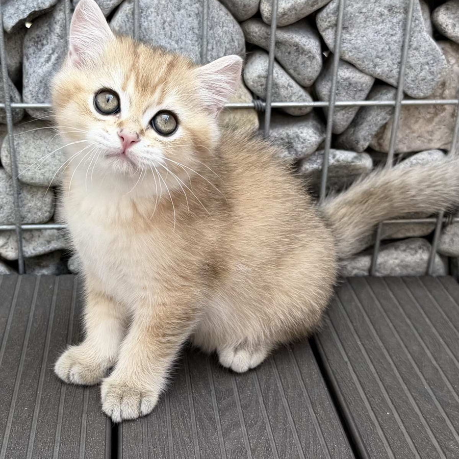 Kabachok British Shorthair male, black golden shaded