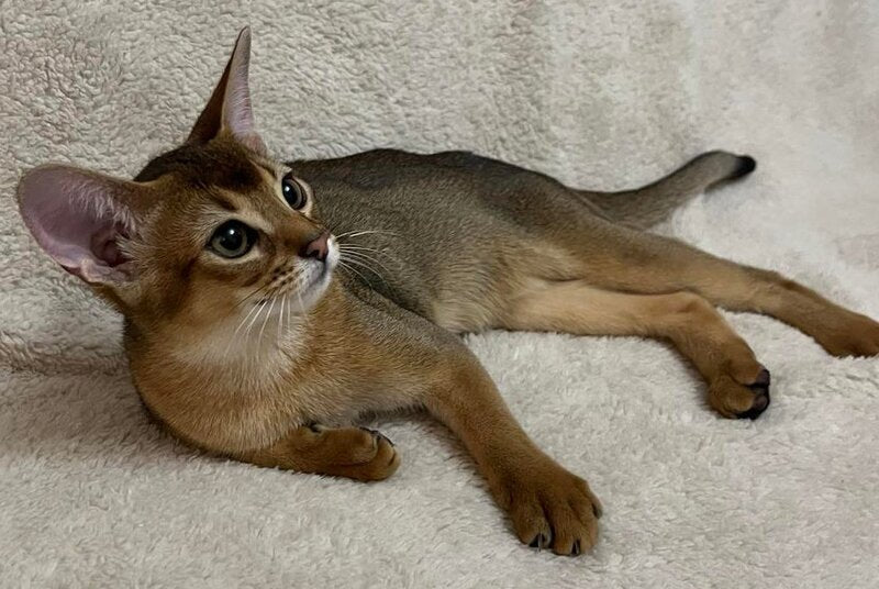 Betti Abyssinian female, black