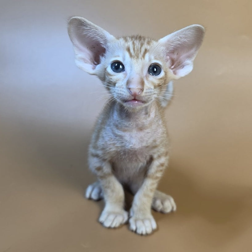 Flame Oriental Shorthair female, red