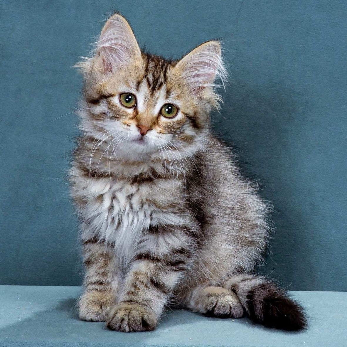 Ksusha Siberian female, black spotted tabby