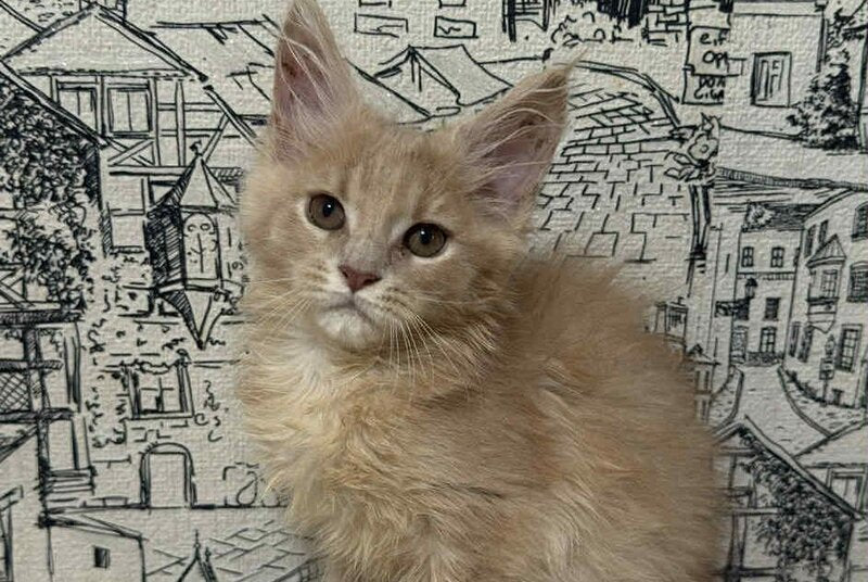 Fiesta Maine Coon female, cream
