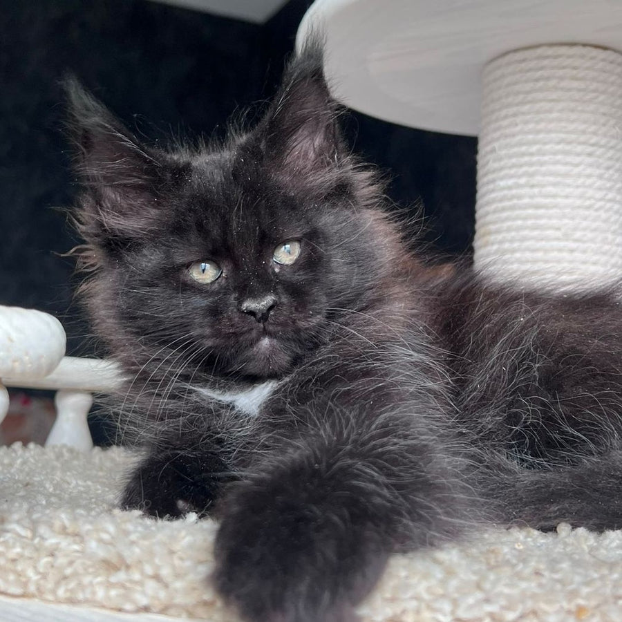 Onix Maine Coon female, black with white