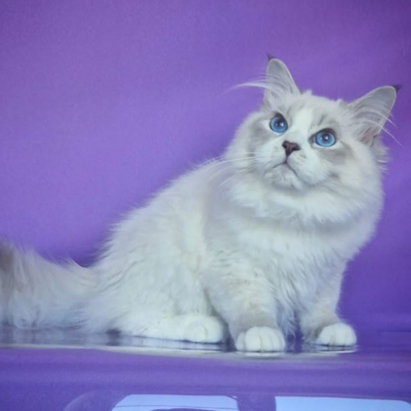 Federik Siberian male, blue bicolour tabby pointed
