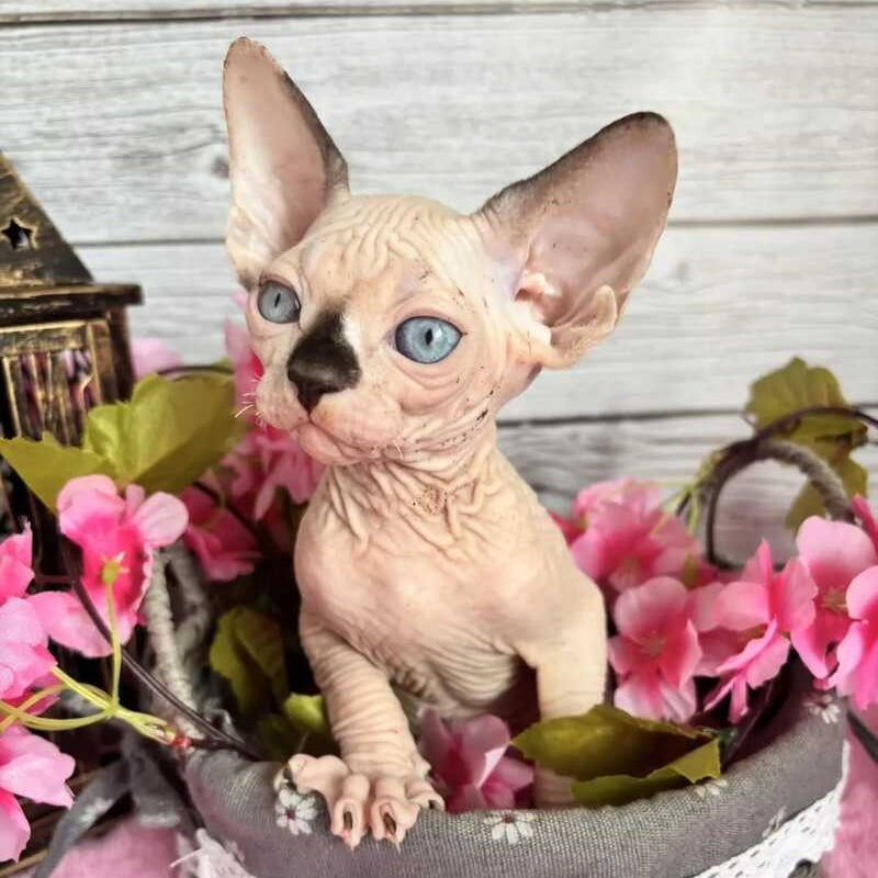 Baly Canadian Sphynx male, black pointed bicolour