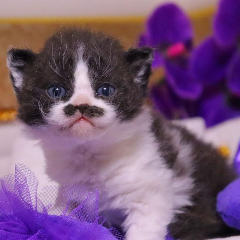 Derec Selkirk Rex male, black bicolour