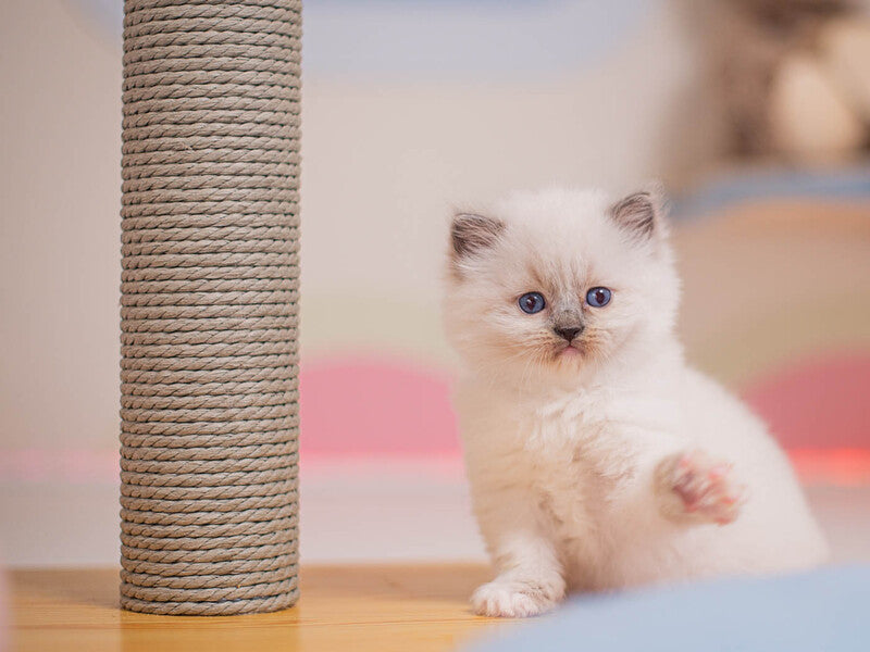 Wendy Ragdoll female, blue mitted