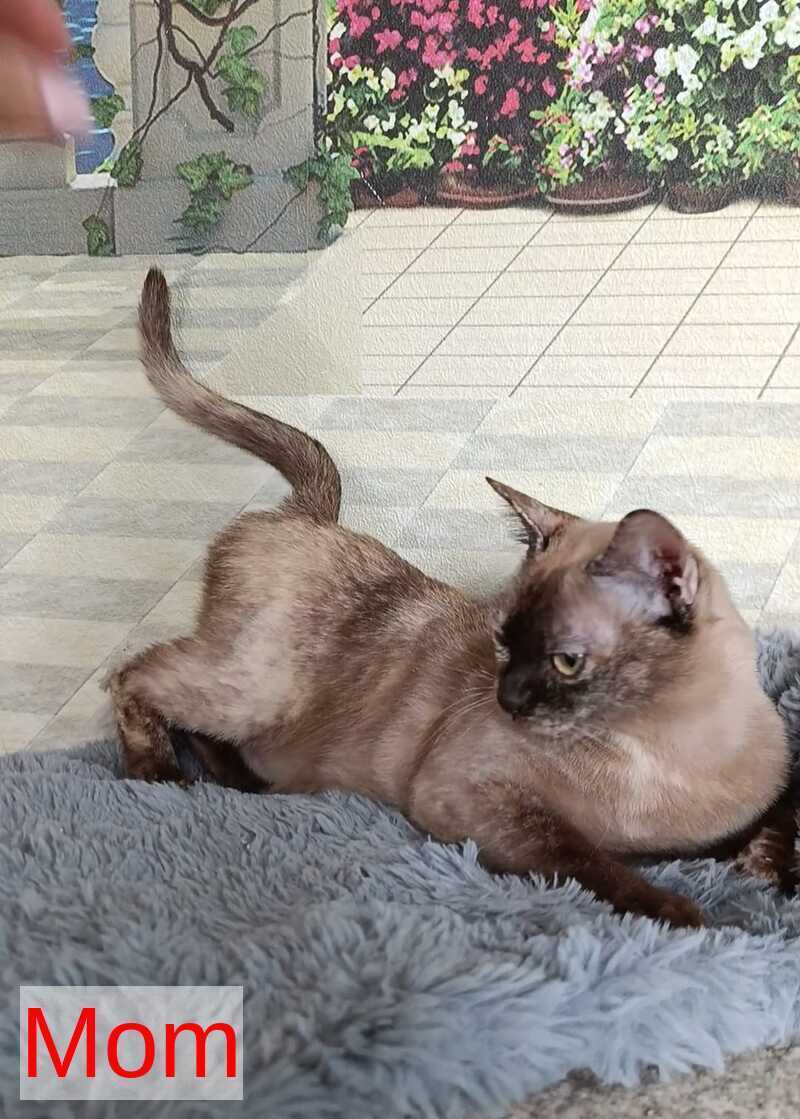 Ruby Dol Burmese female lilac tortie - live animals