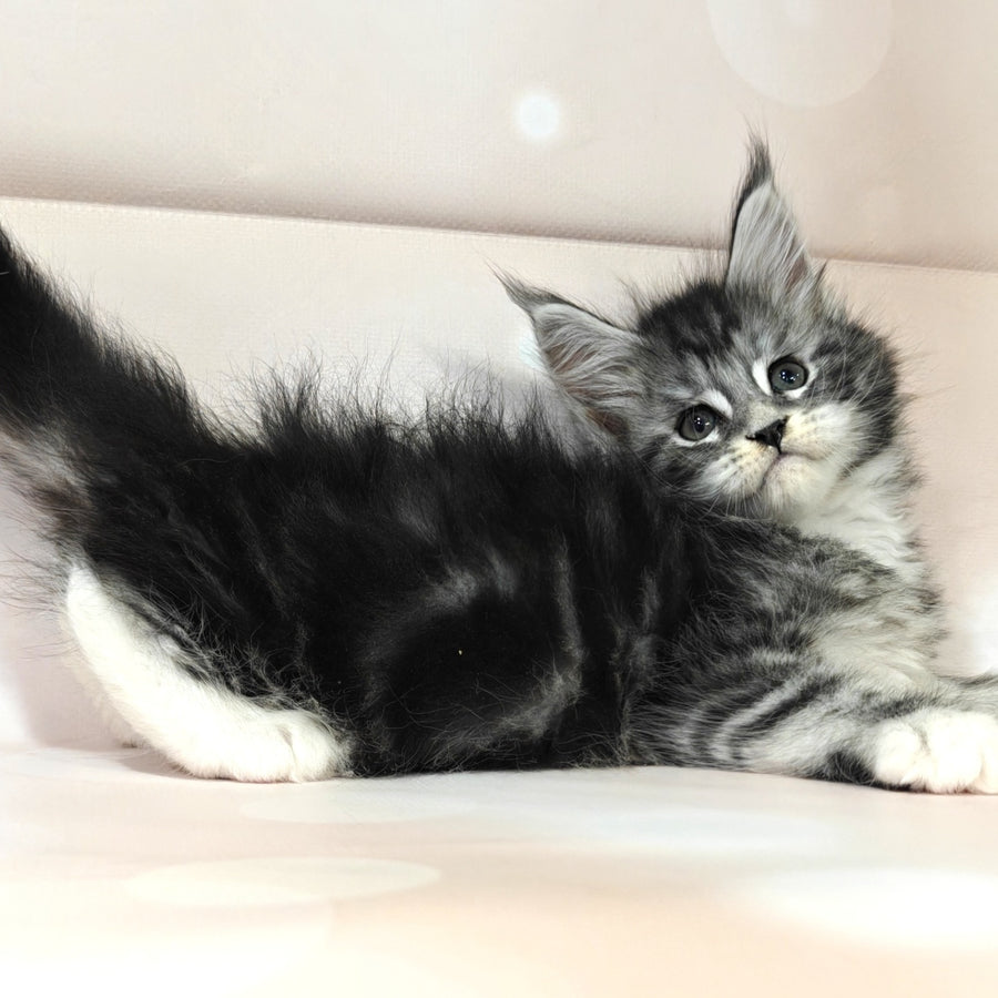 Monika Maine Coon female, black silver tabby with white