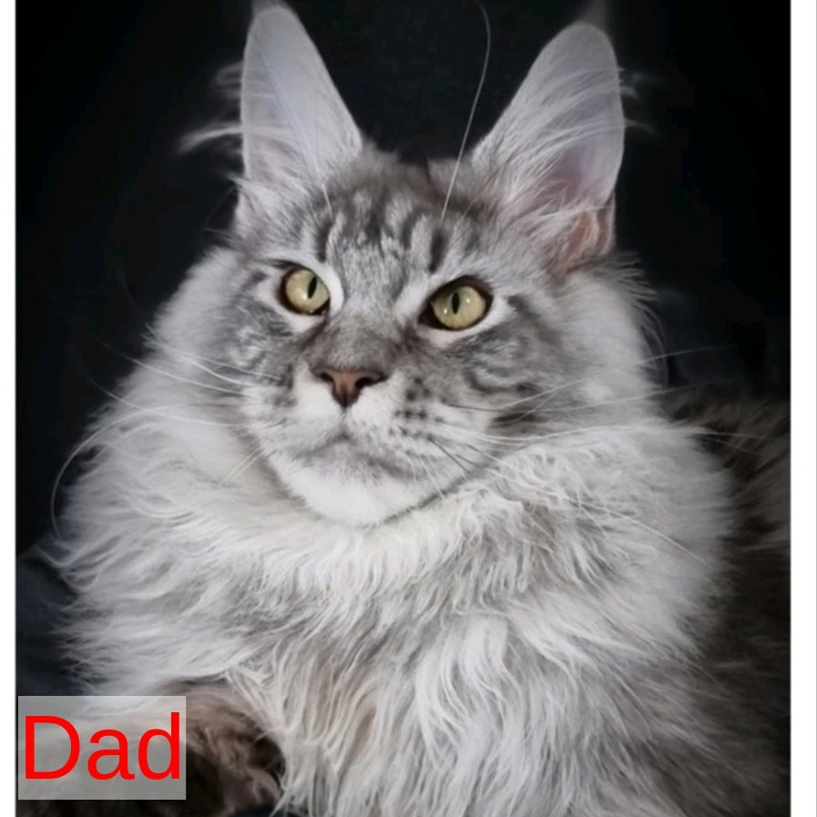 Elisa Maine Coon female, black silver tabby
