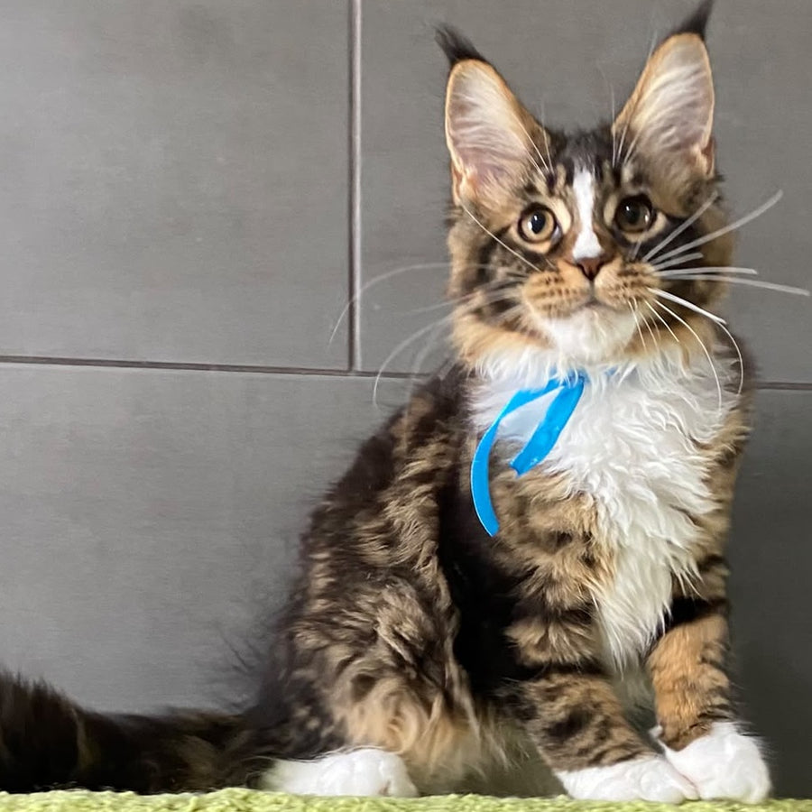 Arbat Maine Coon male, black tabby bicolour