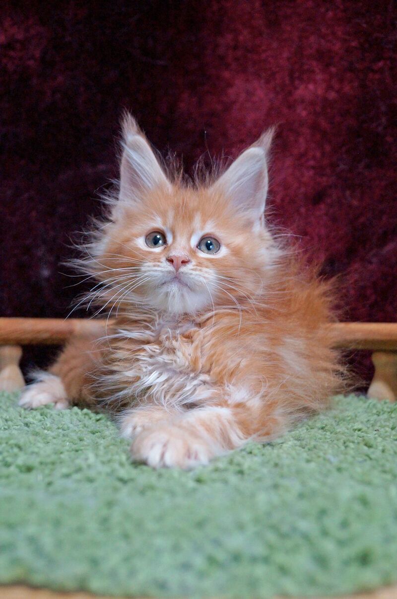 Orel Maine Coon male red silver tabby - live animals
