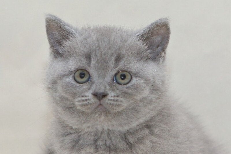 Ozzi British Shorthair male, blue