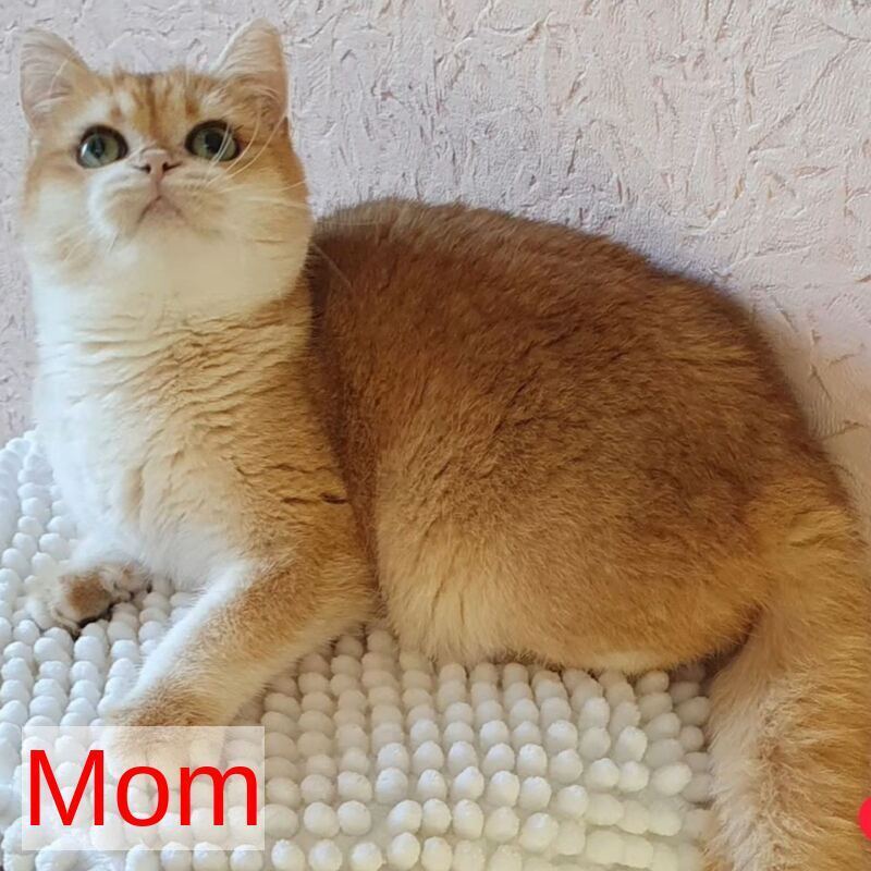 Markiz British Shorthair male black golden chinchilla - live animals