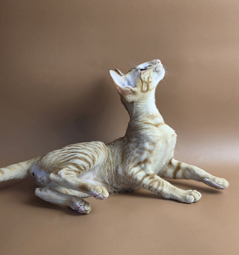 Uvar Oriental Shorthair male, red