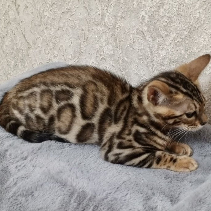 Estella Bengal female, black spotted tabby
