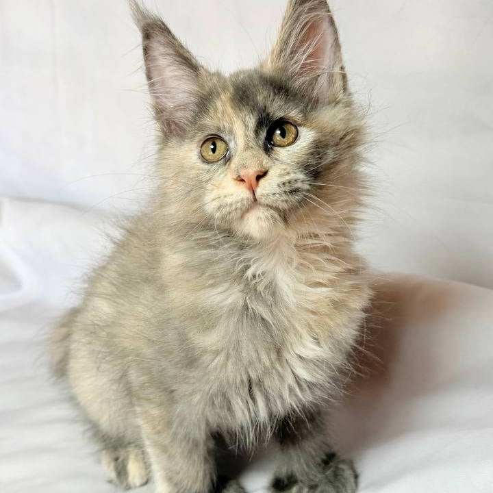 Livia Maine Coon polydactyl 6x6x6x6 female, blue tortie silver