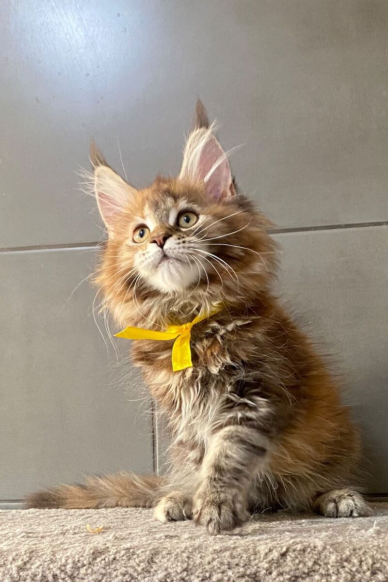 Western star Maine Coon female, black tortie tabby