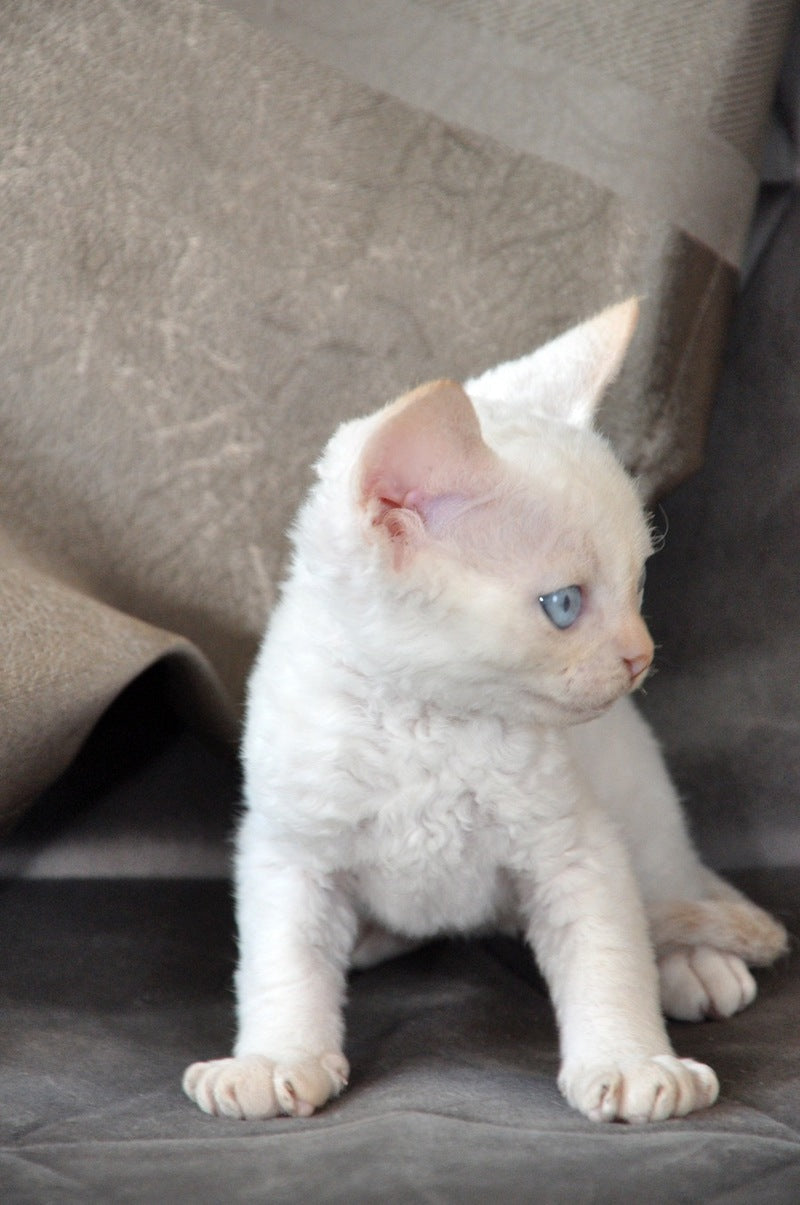Ace Devon Rex male, red pointed