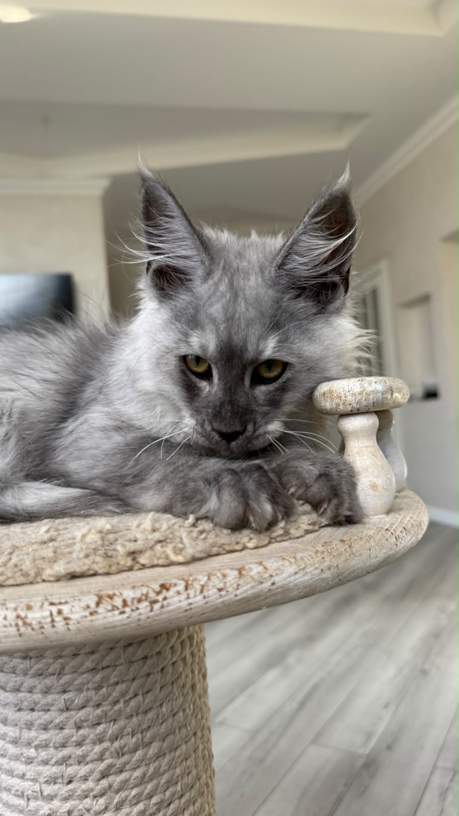 Pirat Maine Coon male, black silver