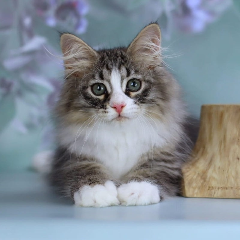 Gelius Siberian male, black with white spotted tabby