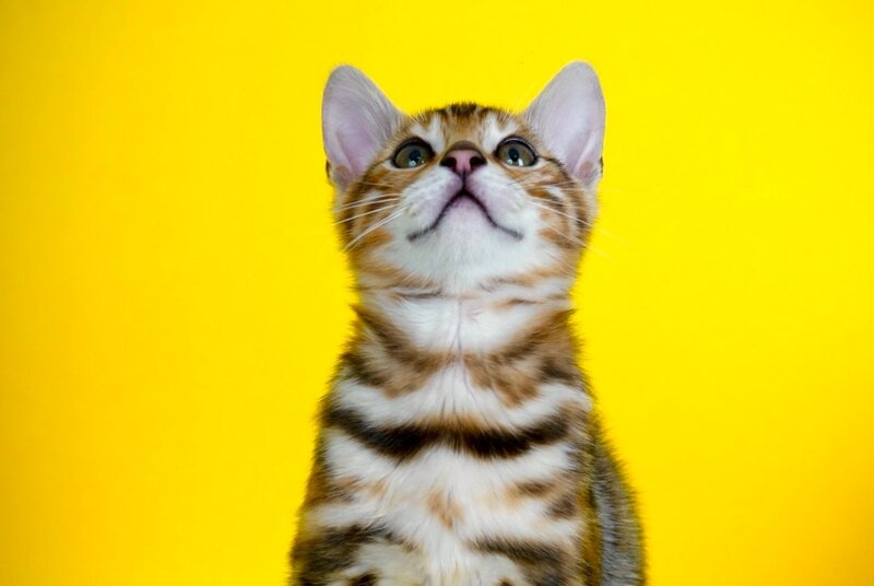 Jayson Bengal male, black spotted tabby