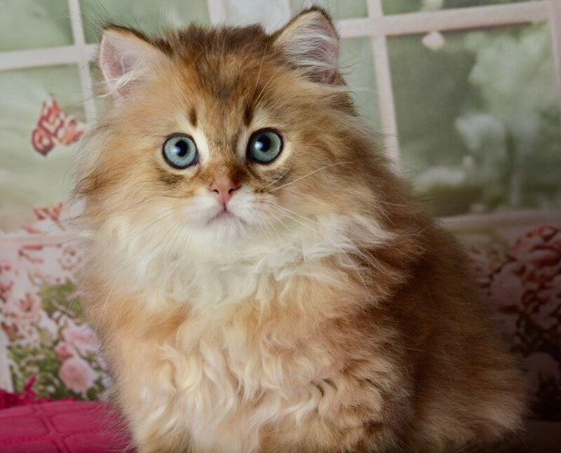 Sultan British Longhair male black golden shaded - live animals
