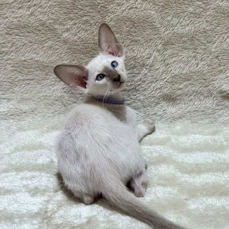 Kairo Siamese male, blue