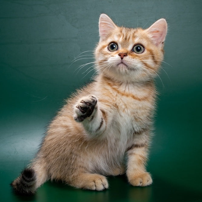 Gerd British Shorthair male, black golden spotted tabby
