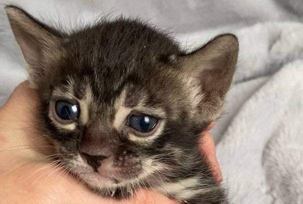 Isolde Bengal female black amber spotted tabby live animals