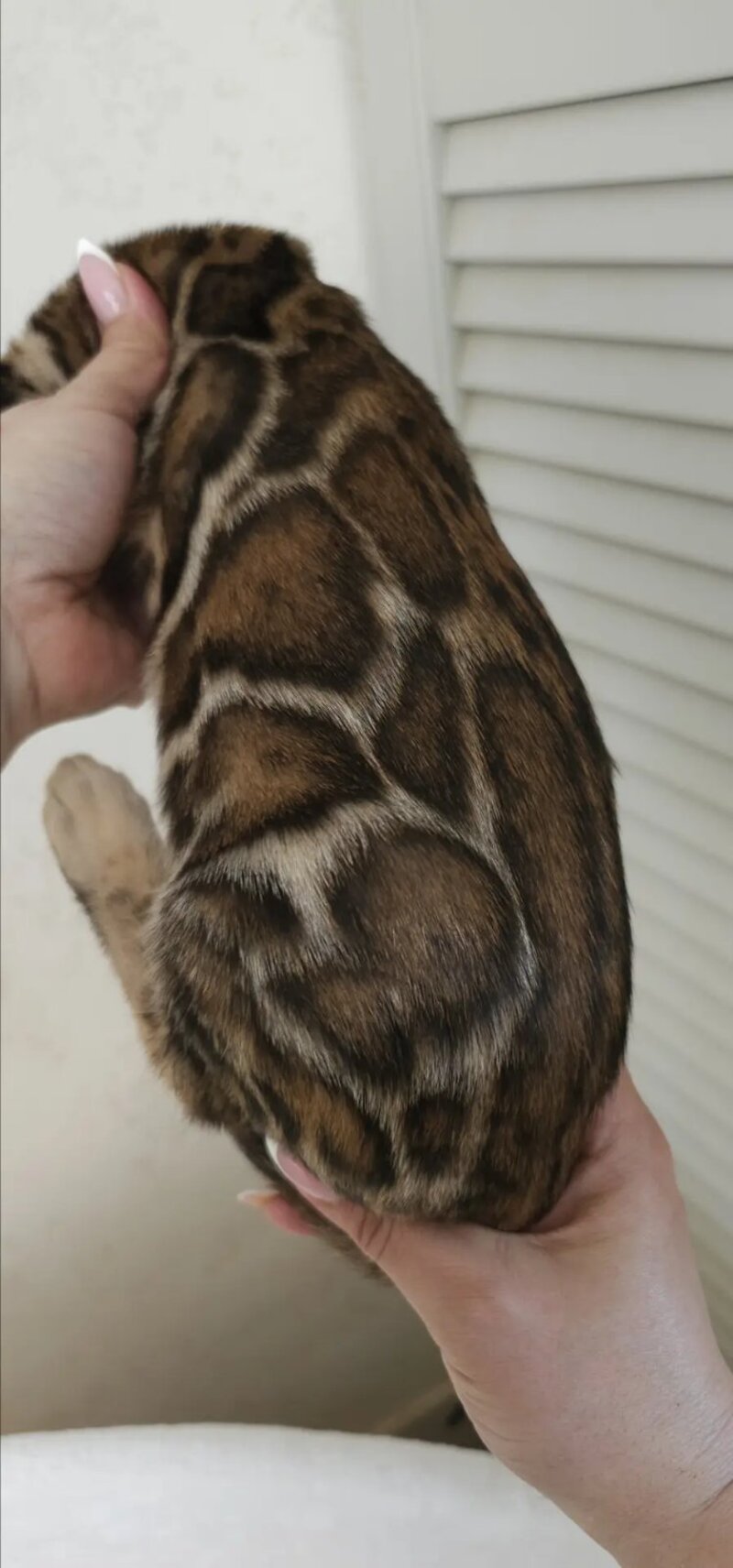 Тash Bengal male black spotted tabby - live animals