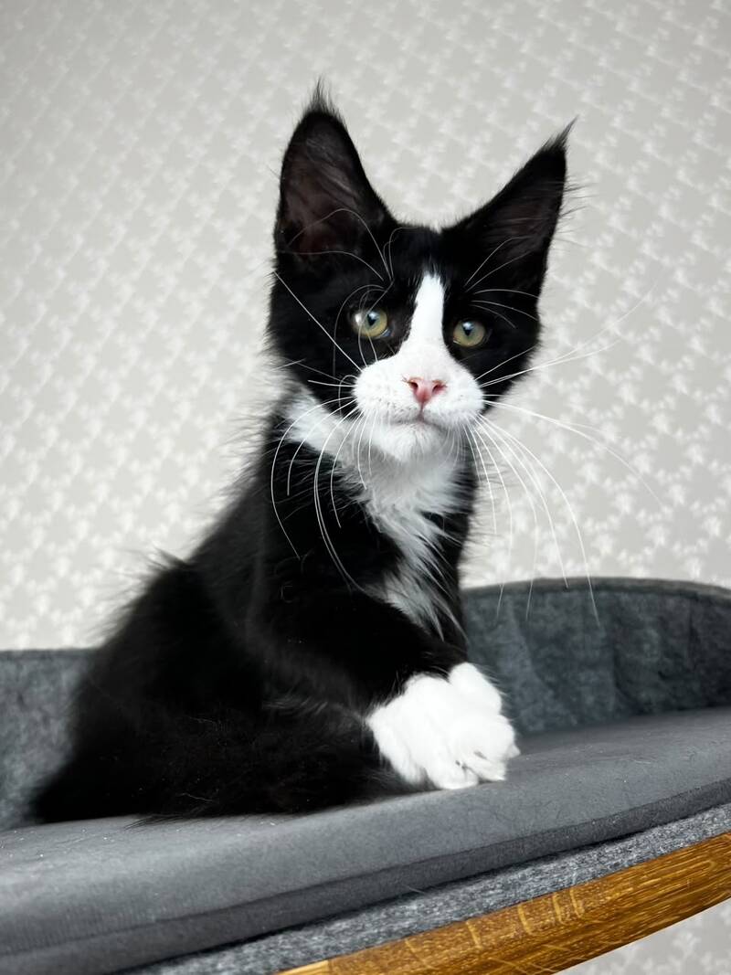 Olaf Maine Coon male, black bicolour