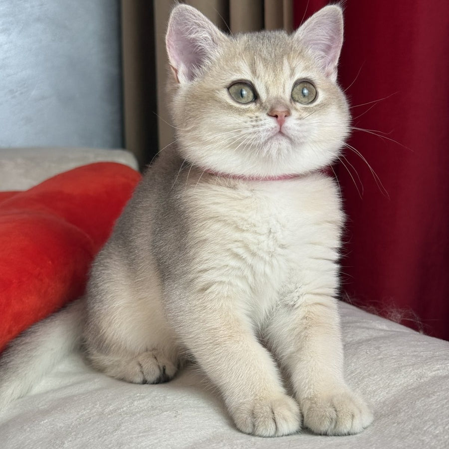 Elpati Scottish Straight female, blue golden shaded