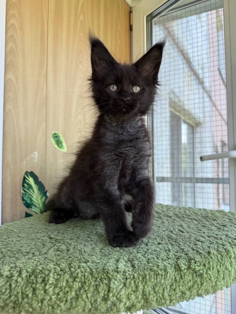 Aquanit Maine Coon male, black silver