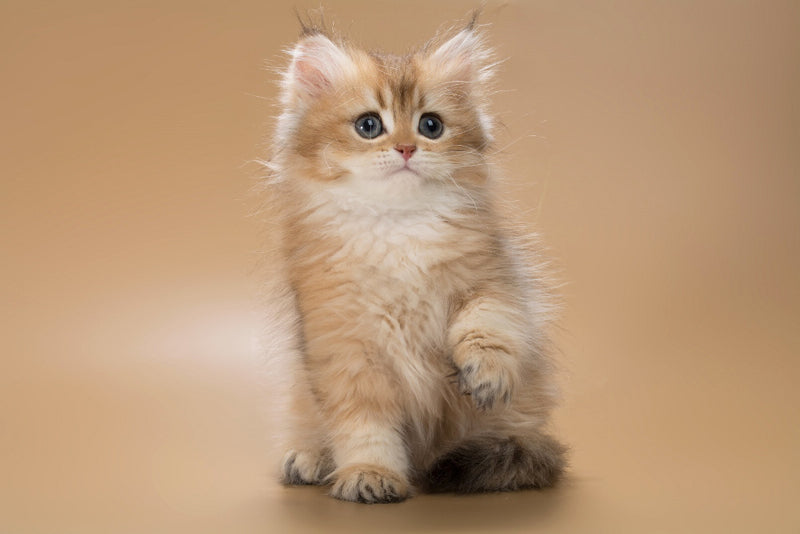 Emerald British Longhair male, black golden shaded