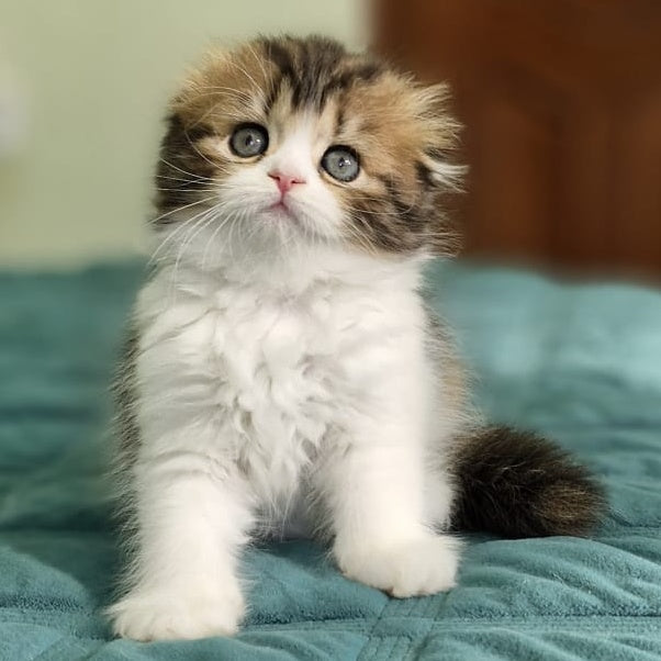 Ozzy Scottish Fold female, black tortie bicolour