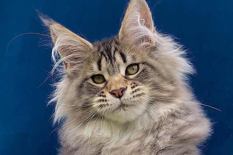 Verona Maine Coon polydactyl female, black tabby