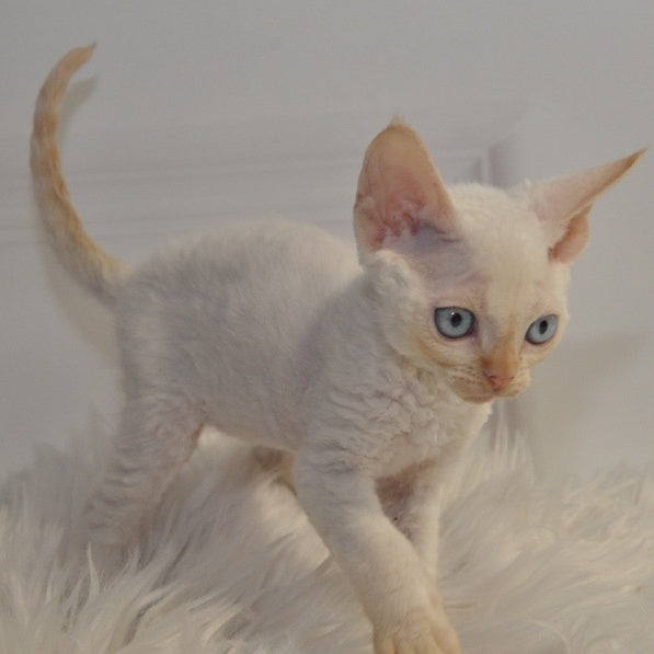 Armaf Devon Rex male, red pointed
