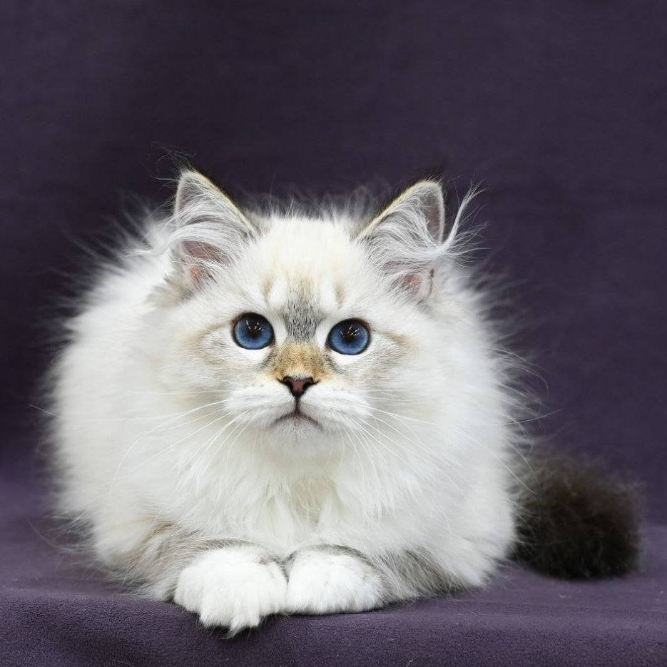 Lika Siberian female, black tabby pointed with white