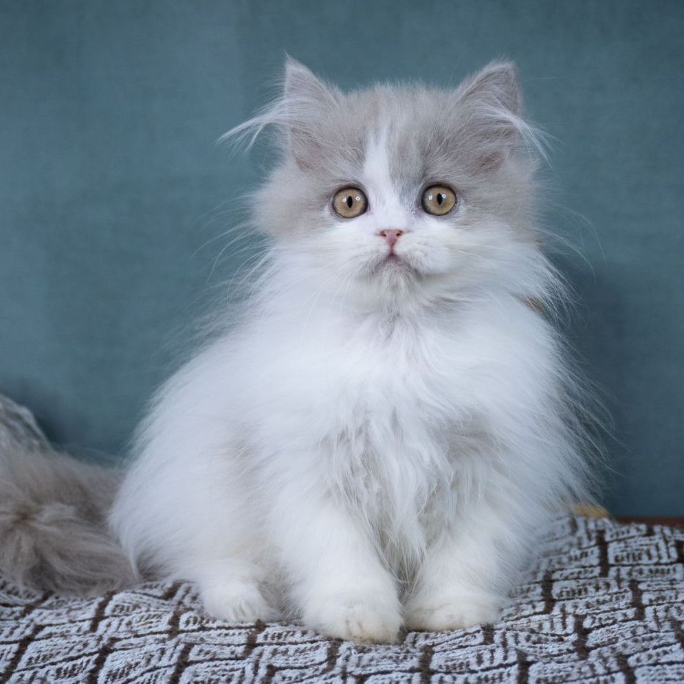 Elektra Selkirk Rex female, lilac harlequin