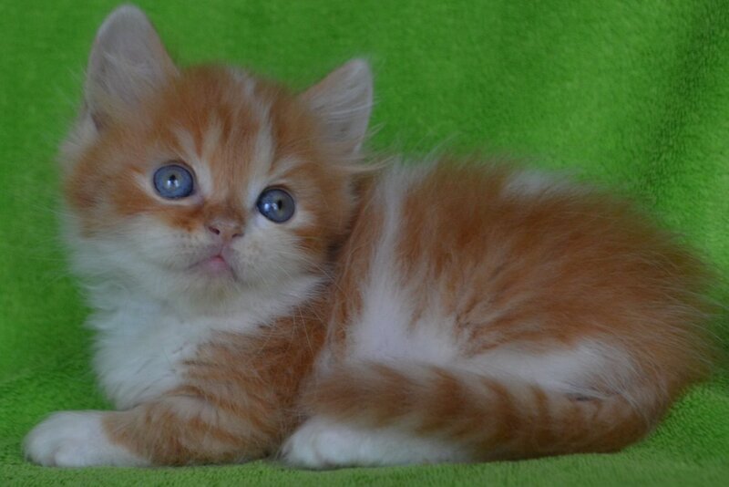 Narciss Munchkin male red bicolour tabby - live animals