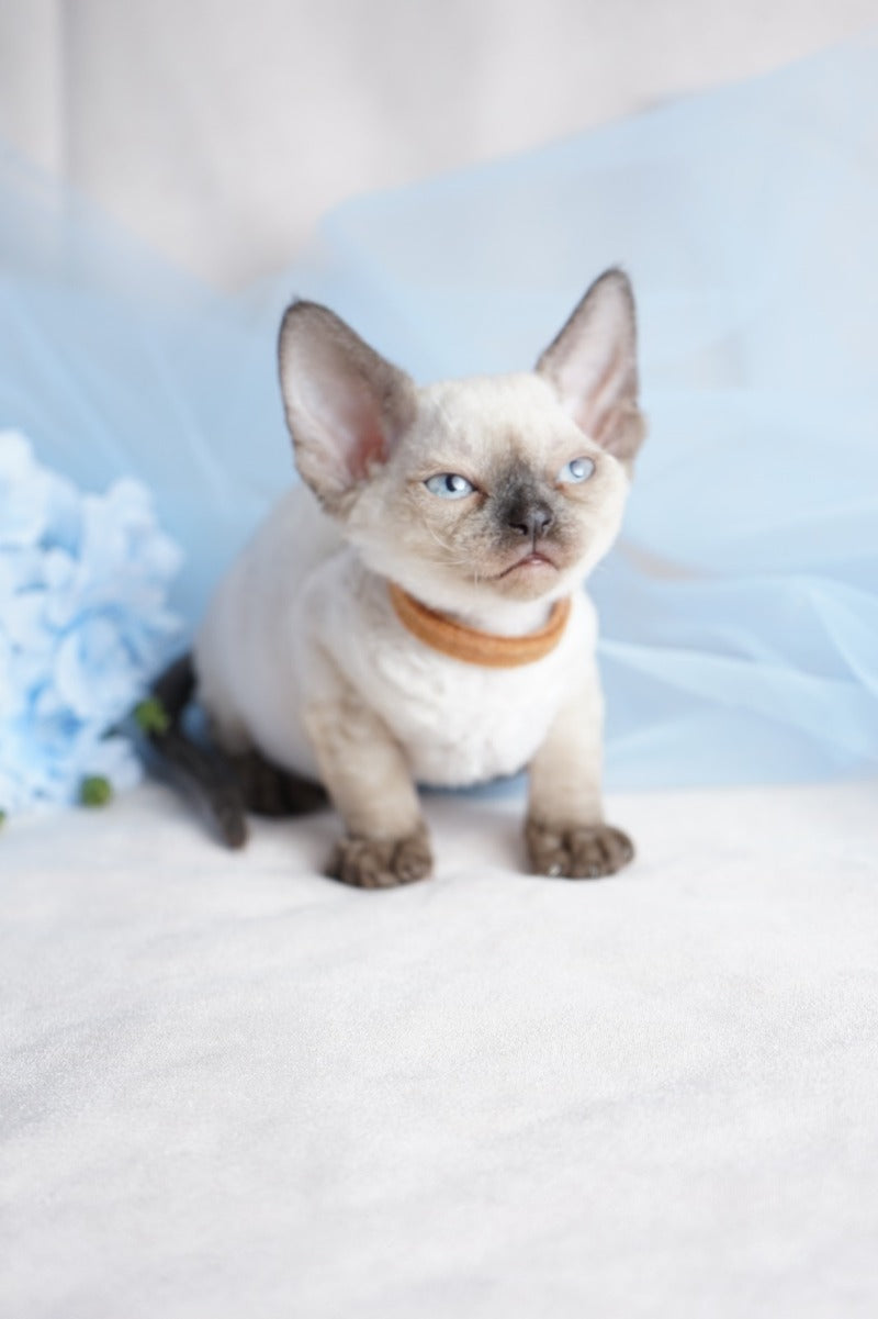 Oreo Devon Rex male, black pointed