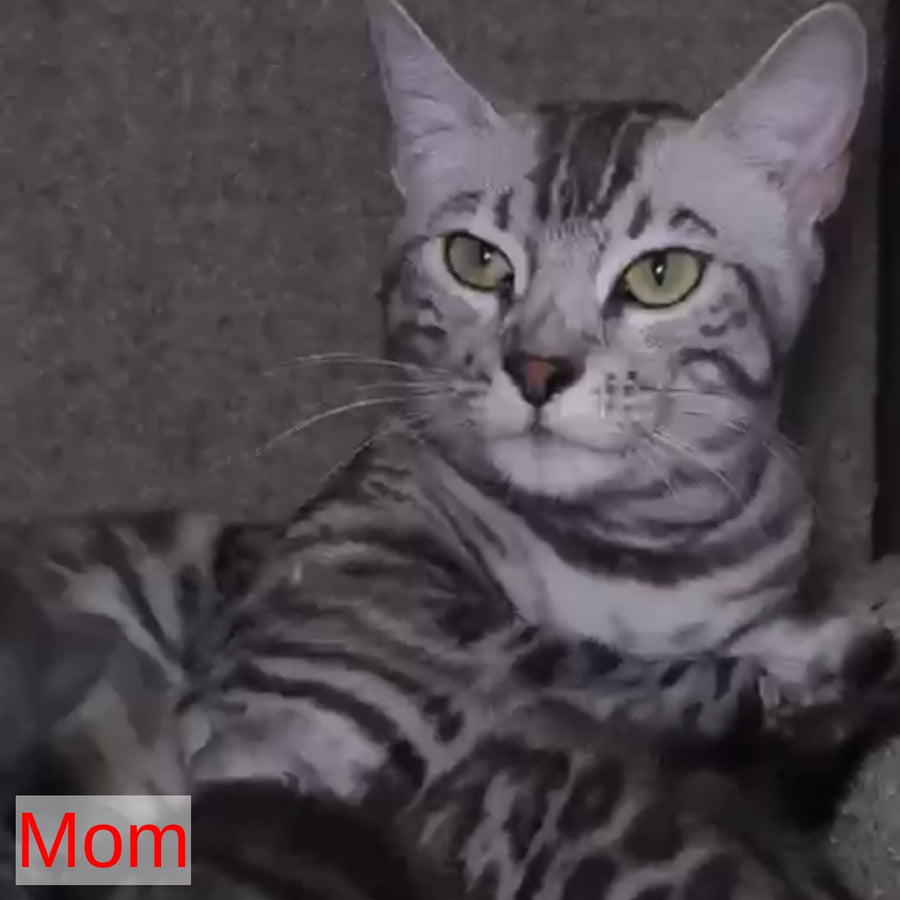 Chopard Bengal male, black silver spotted tabby