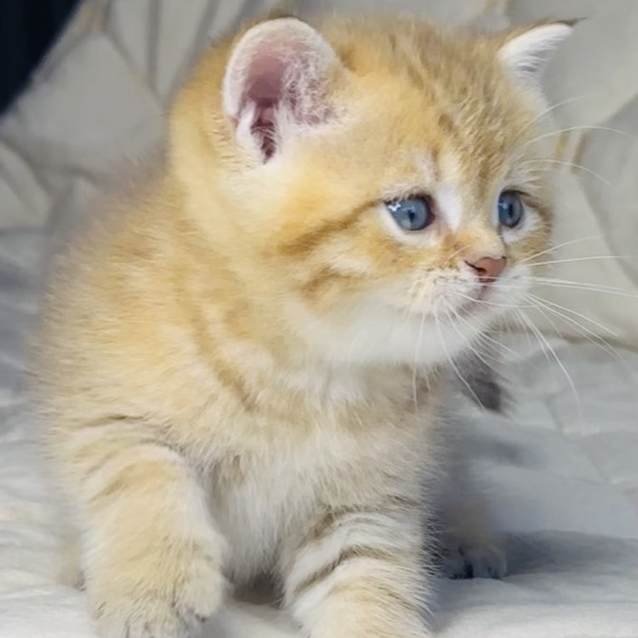 Grant British Shorthair male, chocolate golden spotted tabby