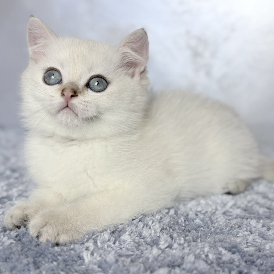 Josef Scottish Straight female, black golden shaded pointed