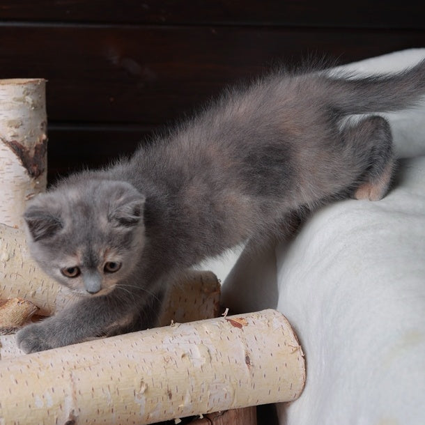 Aivi British Shorthair female, blue tortie