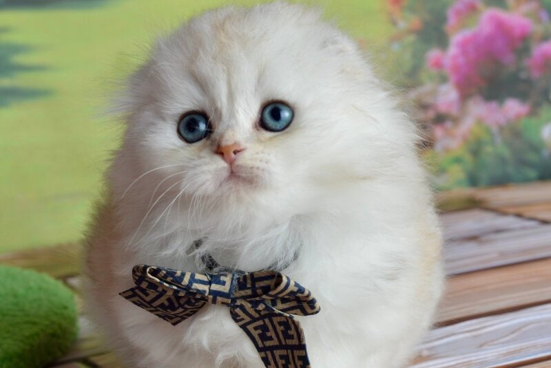 Ronnie Scottish Fold male black silver shaded - live animals