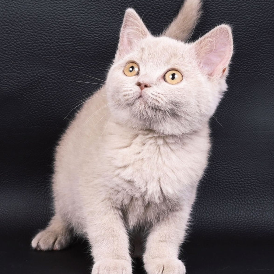 Nikki British Shorthair female, fawn