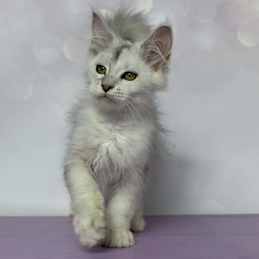 Bree Maine Coon female, black silver shaded with white