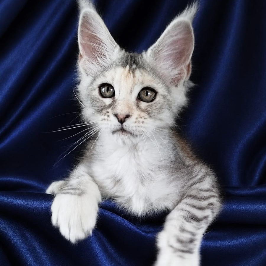 Vlada Maine Coon female, black tortie silver tabby
